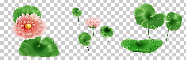 Nelumbo Nucifera Petal Leaf Lotus Effect PNG, Clipart, Annual Plant, Balloon Cartoon, Boy Cartoon, Cartoon Character, Cartoon Cloud Free PNG Download