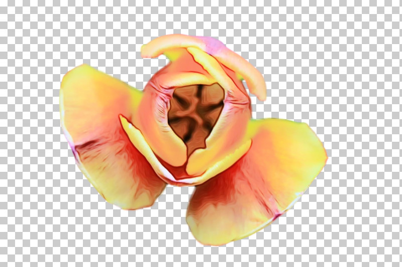 Petal Flower Fruit PNG, Clipart, Flower, Fruit, Paint, Petal, Watercolor Free PNG Download