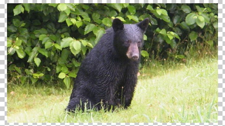 American Black Bear Coyote Moose Gray Wolf PNG, Clipart, Animals, Asian Black Bear, Bear, Bear Attack, Bear Hunting Free PNG Download