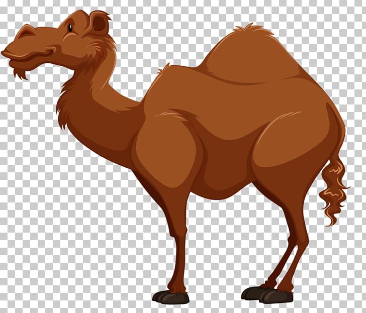 Bactrian Camel Dromedary PNG, Clipart, Animal, Arabian Camel, Arizona Desert, Camel, Cartoon Free PNG Download