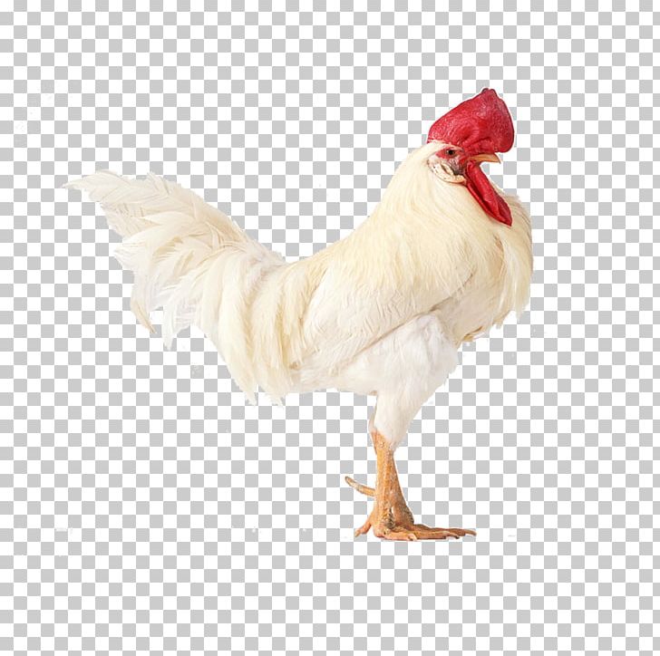 Cornish Chicken Shamo Chickens Japanese Bantam Cochin Chicken Rooster PNG, Clipart, Animal, Beak, Bird, Chicken, Claw Free PNG Download