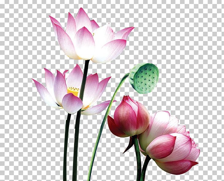 Nelumbo Nucifera PNG, Clipart, Aquatic Plant, Atmosphere, Autumn Leaf, Bud, Computer Software Free PNG Download