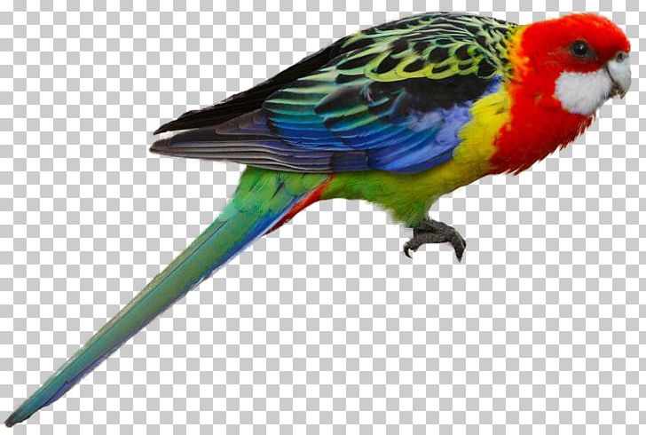 Parrot Bird Budgerigar Eastern Rosella Crimson Rosella PNG, Clipart, Animals, Australia, Beak, Bird, Budgerigar Free PNG Download