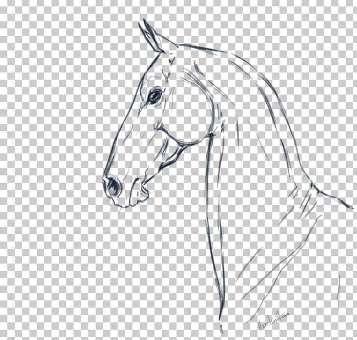 Akhal-Teke Mane Line Art Drawing Sketch PNG, Clipart, Arm, Art, Artwork, Black And White, Bridle Free PNG Download