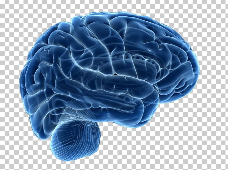 Human Brain Neuroimaging Neuroscience Therapy PNG, Clipart, Human Brain, Neuroimaging, Neuroscience, Therapy Free PNG Download