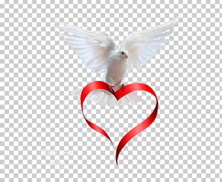 Peace Cousin Angel Text Love PNG, Clipart, Angel, Beak, Bird, Blog, Cousin Free PNG Download