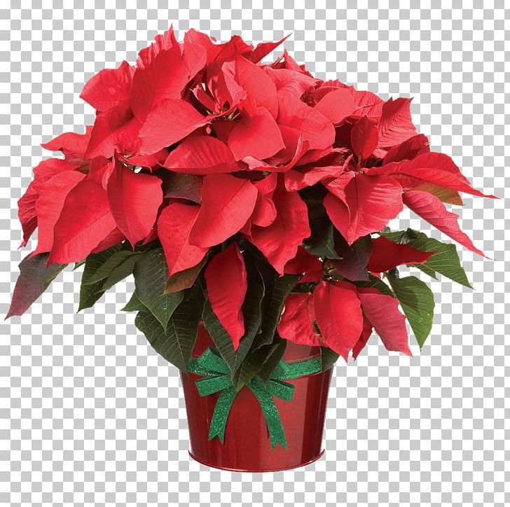Poinsettia Birth Flower Plants PNG, Clipart, Annual Plant, Artificial Flower, Begonia, Birth Flower, Christmas Day Free PNG Download