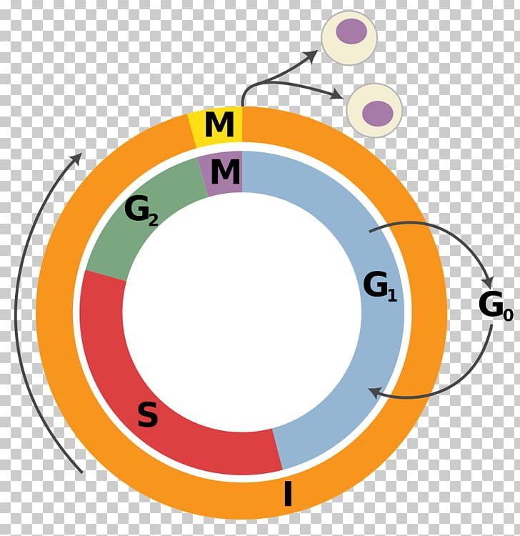 Cell Cycle Interphase Cell Division Mitosis PNG, Clipart, Angle, Area, Biology, Cell, Cell Cycle Free PNG Download
