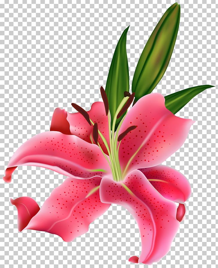 Tiger Lily Easter Lily Arum-lily Flower PNG, Clipart, Arum Lily, Arumlily, Calla Lily, Clip Art, Cut Flowers Free PNG Download