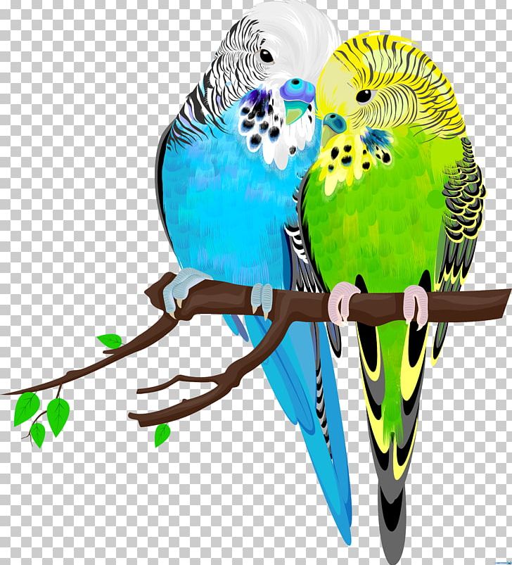Budgerigar Bird Parrot Parakeet Pet PNG, Clipart, Animals, Beak, Bird, Birds, Budgerigar Free PNG Download