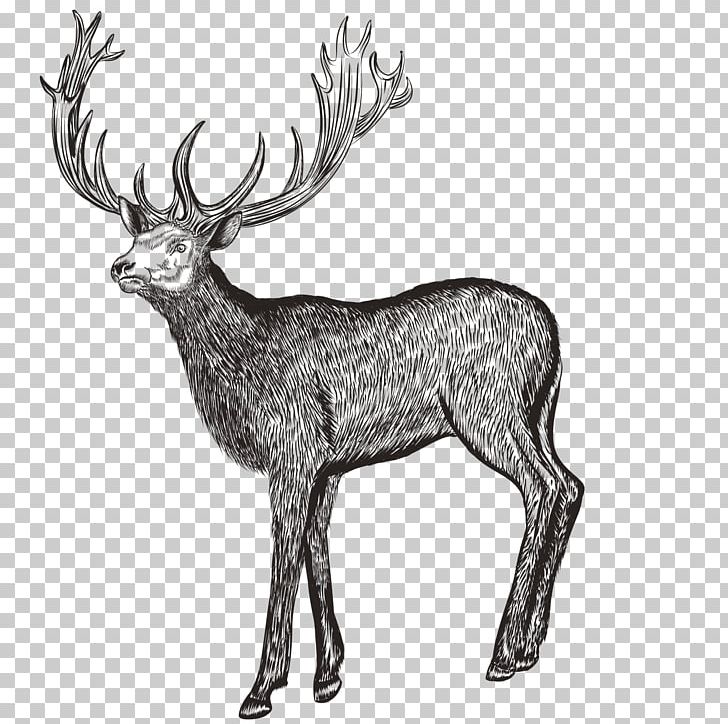 Deer Drawing Photography Illustration PNG, Clipart, Animal, Animals, Antler, Art, Christmas Deer Free PNG Download