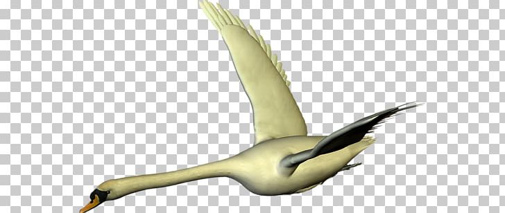 Duck European Herring Gull Gulls American Herring Gull Feather PNG, Clipart, American Herring Gull, Animals, Bird, Duck, Ducks Geese And Swans Free PNG Download