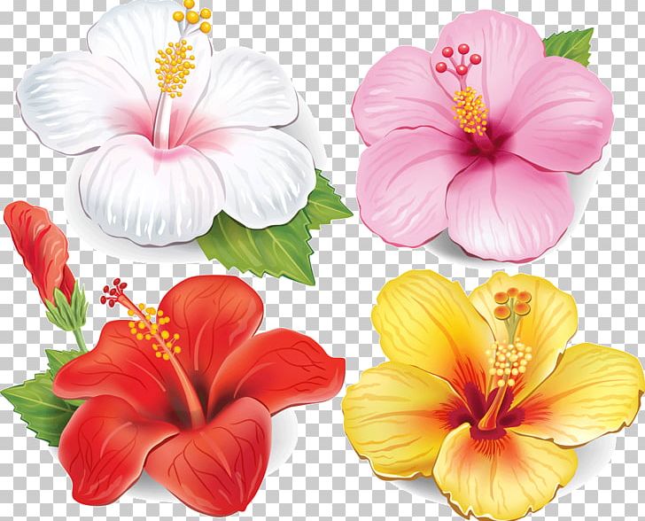 Flower Drawing PNG, Clipart, Annual Plant, China Rose, Chinese Hibiscus, Clip Art, Download Free PNG Download