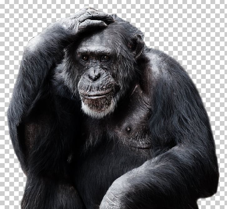 Gorilla Ape Primate PNG, Clipart, Animal, Animals, Animal Transporter, Ape, Black And White Free PNG Download