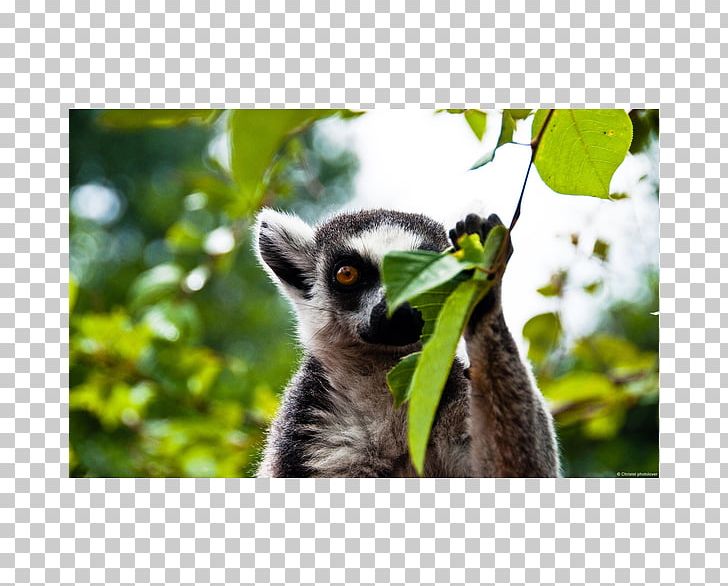 Lemurs Primate Vertebrate Desktop PNG, Clipart, Animal, Crowned Lemur, Desktop Wallpaper, Download, Drink Drank Drunk Free PNG Download