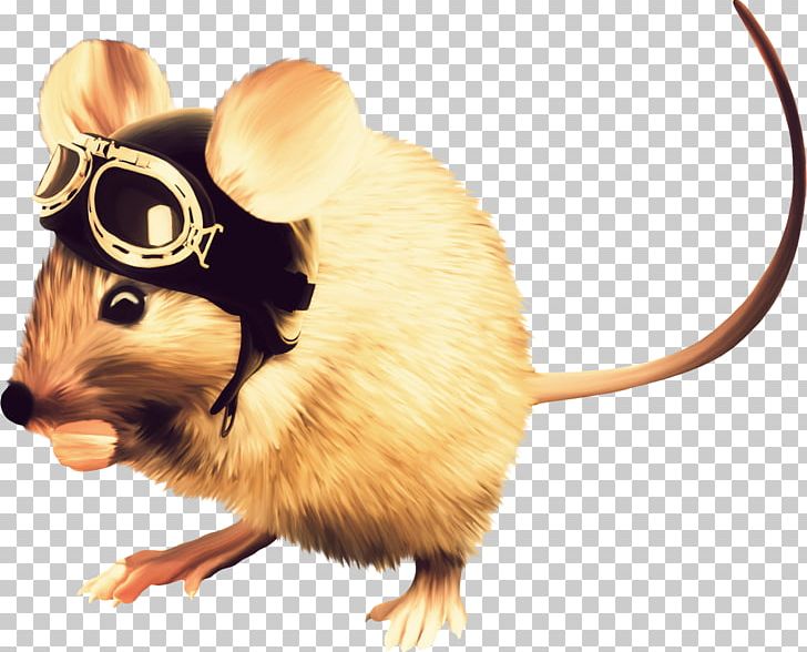 Computer Mouse Rodent Murids PNG, Clipart, Animal, Animals, Computer Mouse, Digital Image, Fauna Free PNG Download