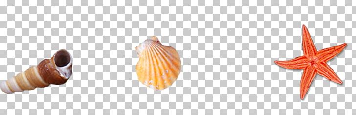 Seashell Beach Conch Sea Snail PNG, Clipart, Beach, Caracola, Conch, Conch Shell, Conch Vector Free PNG Download