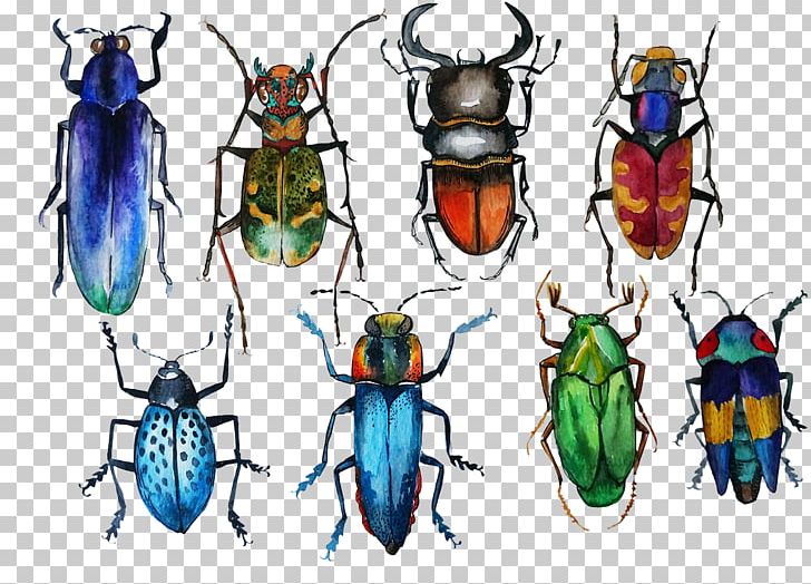 Beetle Drawing Watercolor Painting PNG, Clipart, Animals, Arthropod, Artwork, Beetle, Bugs Free PNG Download
