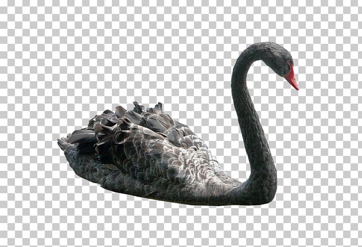Black Swan PNG, Clipart, Animals, Background Black, Beak, Beauty, Beauty Salon Free PNG Download
