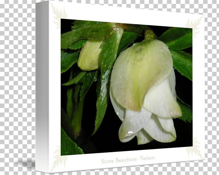 Frames PNG, Clipart, Arum, Flora, Flower, Flowering Plant, Hotelschiff Stinne Free PNG Download