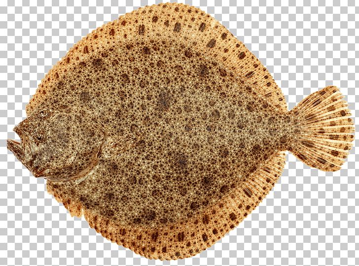 Arabind FRESH Fried Fish Turbot Greenland Halibut PNG, Clipart, Animals, Arabind Fresh, Bony Fish, Cooking, Fillet Free PNG Download