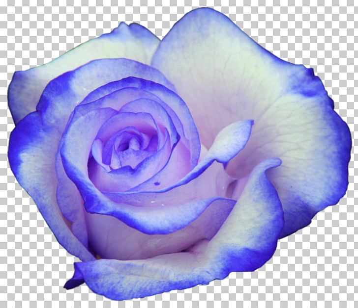 Desktop Rose Drawing Ultra-high-definition Television PNG, Clipart, Blue, Desktop Wallpaper, Encapsulated Postscript, Floribunda, Flower Free PNG Download