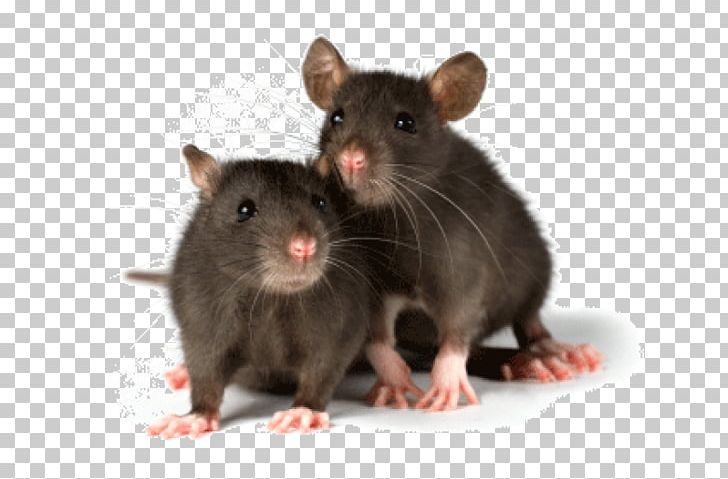 Mouse Rodent Fancy Rat Pet Laboratory Rat PNG, Clipart, Animals, Bait, Black Rat, Cage, Exotic Pet Free PNG Download