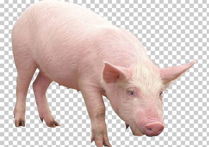 Pig Desktop Computer Icons PNG, Clipart, Animals, Computer Icons, Desktop Wallpaper, Display Resolution, Domestic Pig Free PNG Download