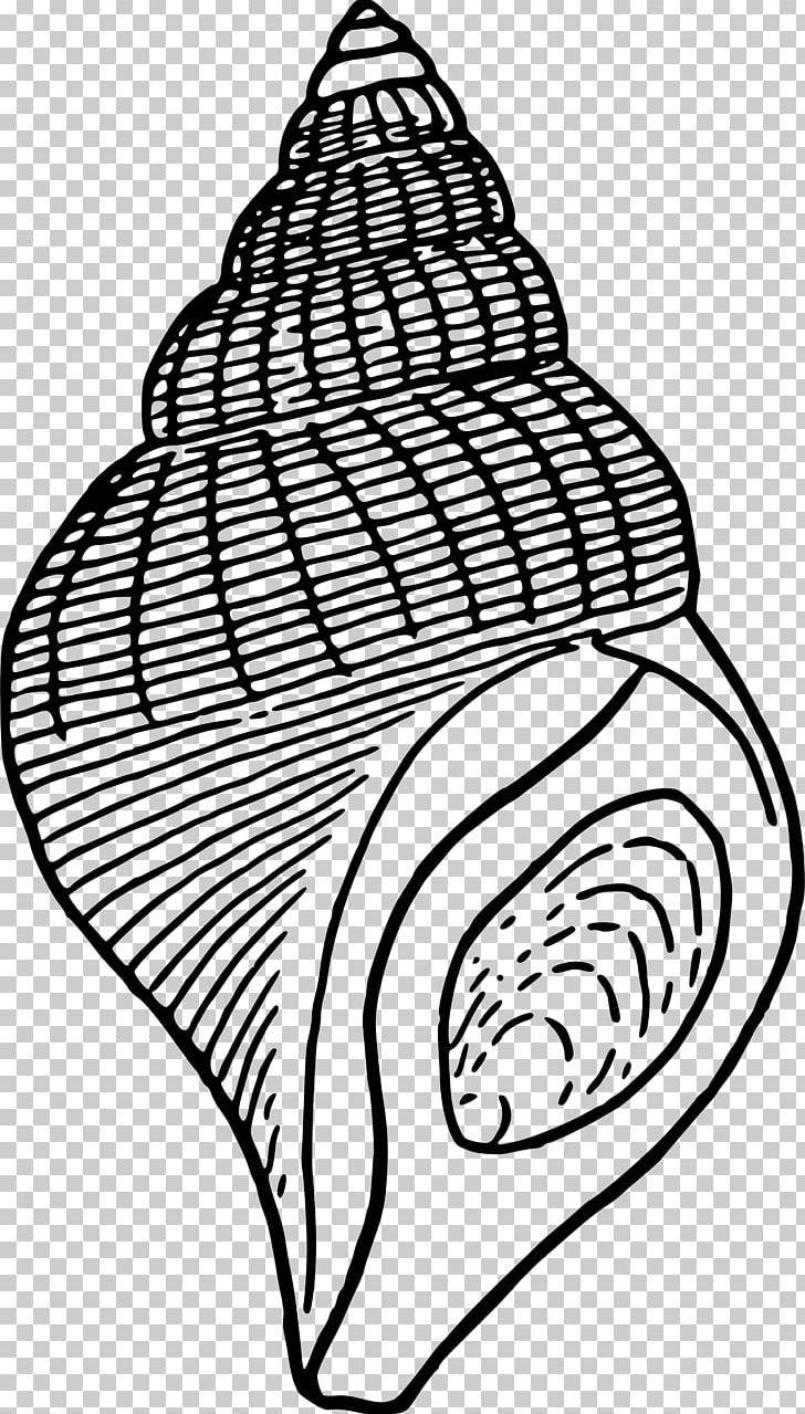Seashell Drawing PNG, Clipart, Animals, Area, Artwork, Beach, Black And White Free PNG Download