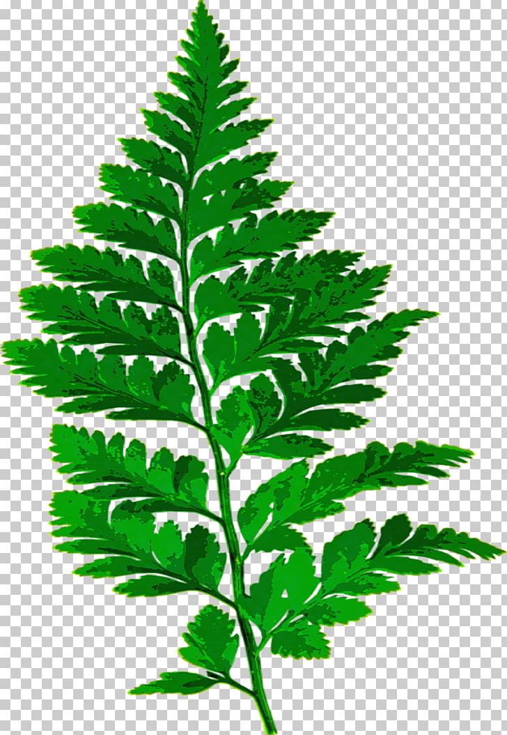 Fern Leaf Frond PNG, Clipart, Fern, Ferns And Horsetails, Frond, Herbalism, Leaf Free PNG Download