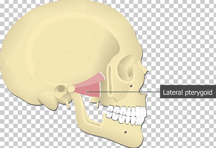 Medial Pterygoid Muscle Lateral Pterygoid Muscle Pterygoid Processes Of The Sphenoid Medial Rectus Muscle PNG, Clipart, Anatomy, Attachment, Chin, Ear, Head Free PNG Download