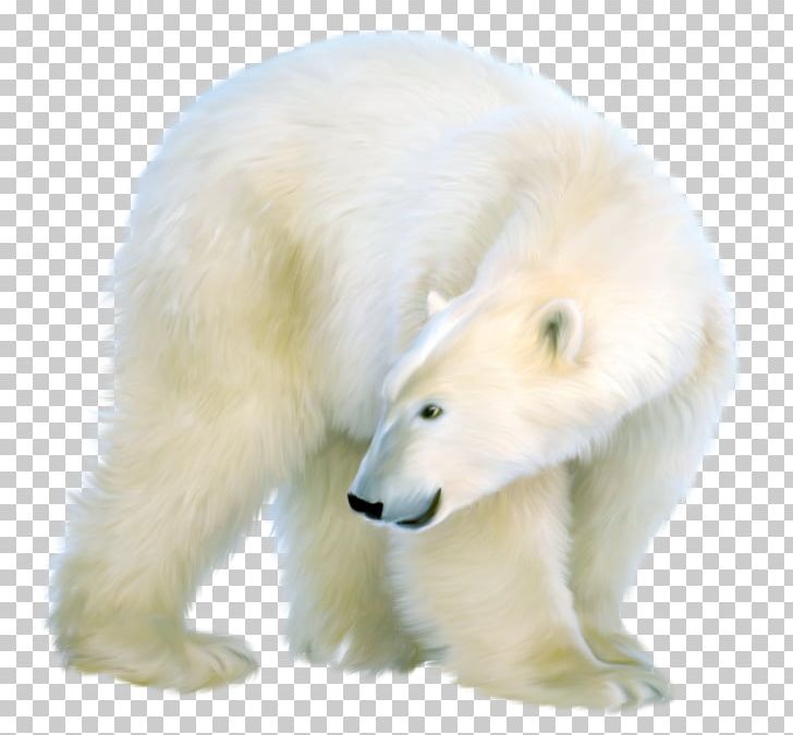 Polar Bear PNG, Clipart, Animal, Animals, Bear, Carnivoran, Centerblog Free PNG Download