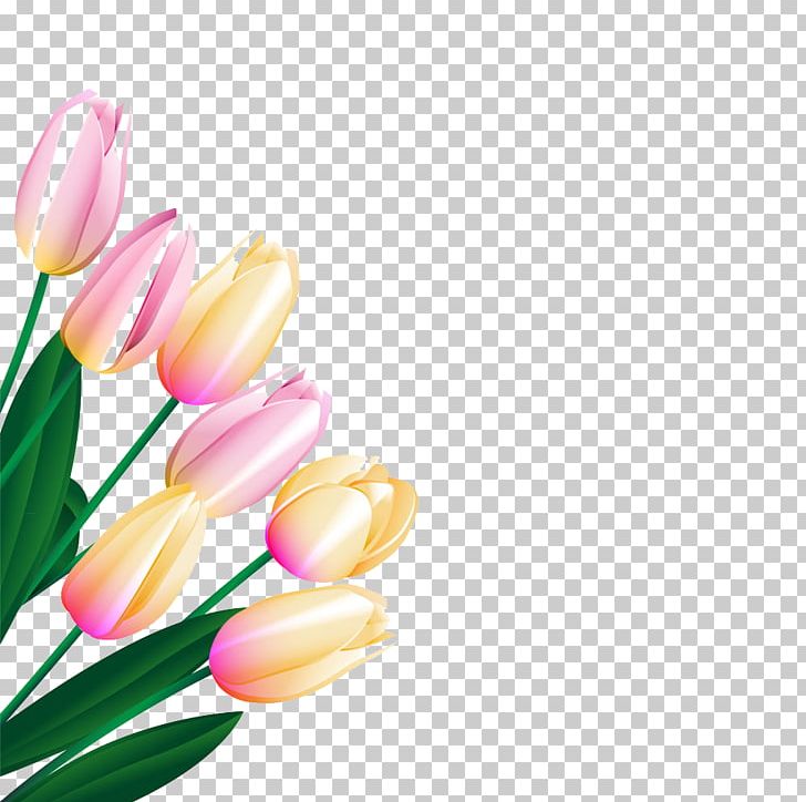 Tulip Flower PNG, Clipart, Adobe Illustrator, All Around The World, Around The World, Computer Wallpaper, Cut Free PNG Download