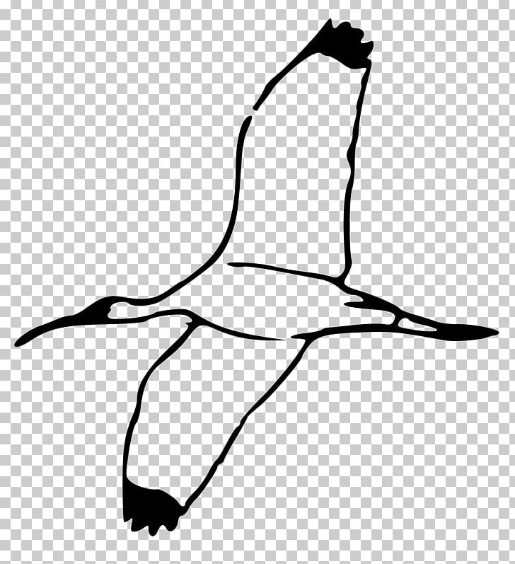 Bald Eagle Ibis Drawing PNG, Clipart, African Sacred Ibis, Animals, Area, Art, Artwork Free PNG Download