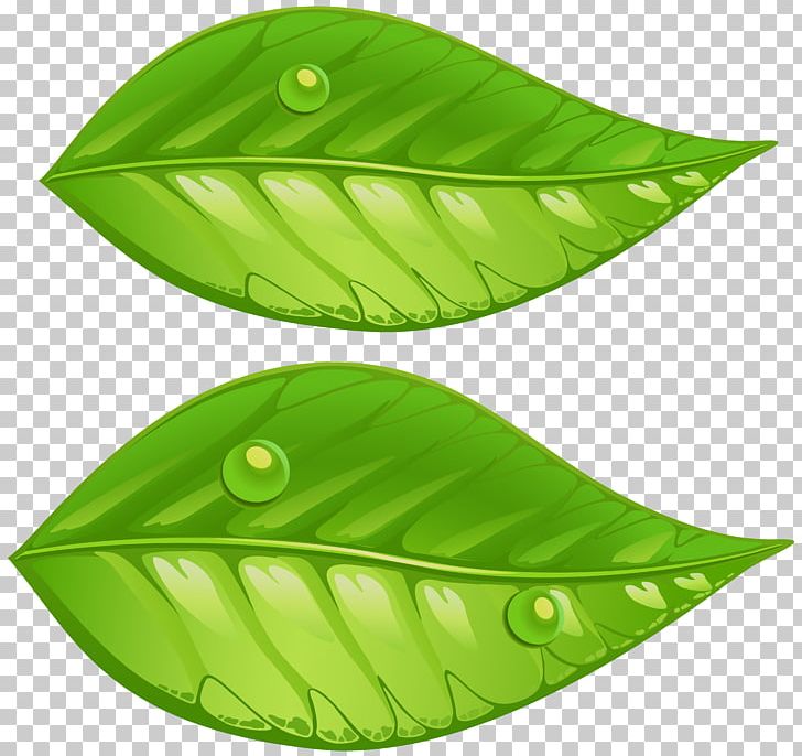 Leaf Green PNG, Clipart, Art Green, Autumn Leaf Color, Clip Art, Clipart, Color Free PNG Download