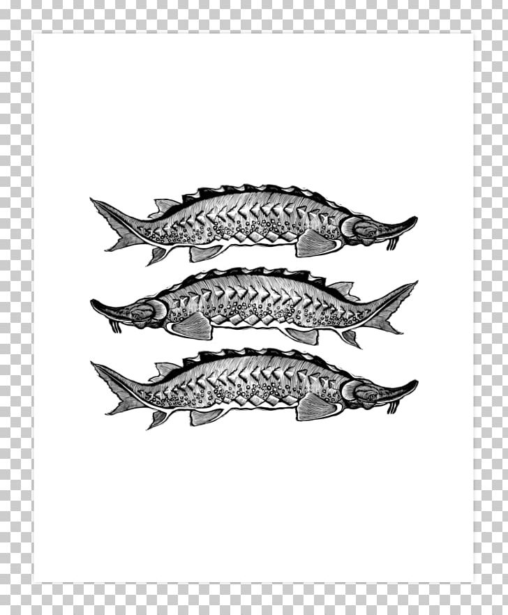 Sardine White Font PNG, Clipart, Art, Art Print, Black And White, Fish, Others Free PNG Download