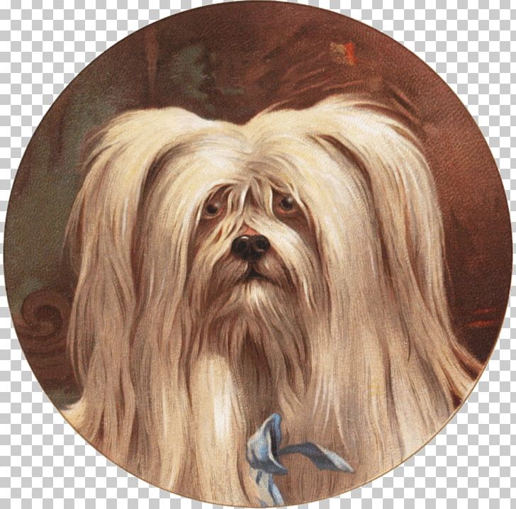 Shih Tzu Havanese Dog Little Lion Dog Chinese Imperial Dog Lhasa Apso PNG, Clipart, Breed, Carnivoran, Chinese Imperial Dog, Companion Dog, Dog Free PNG Download