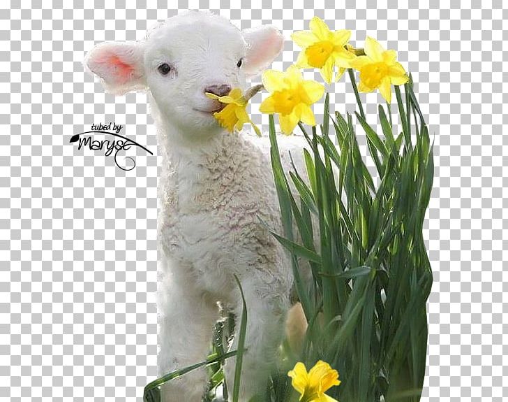 Valais Blacknose Lamb And Mutton Goat Infant Easter PNG, Clipart, Animals, Cow Goat Family, Creativity, Cuteness, Duck Meat Free PNG Download