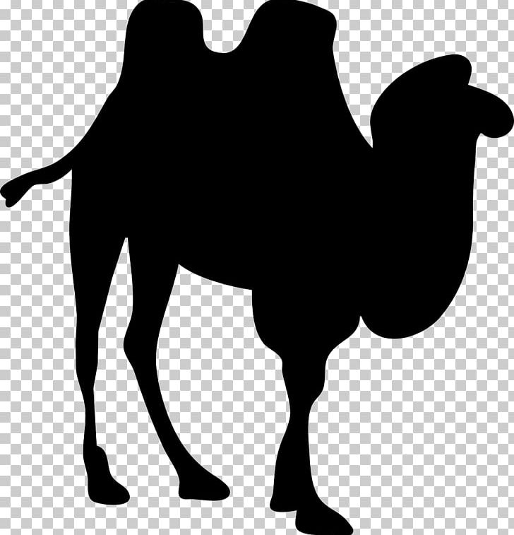 Bactrian Camel Dromedary Silhouette PNG, Clipart, Animals, Arabian Camel, Bactrian Camel, Black And White, Camel Free PNG Download