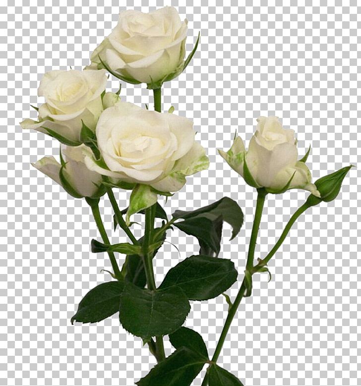 Cut Flowers Garden Roses Wedding Flower Bouquet PNG, Clipart, Bride, Bud, Cut Flowers, Floral Design, Floribunda Free PNG Download