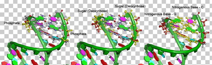 DNA Deoxyribose Phosphate Cell Nucleus PNG, Clipart, Acid, Amino Acid, Cell, Cell Nucleus, Color Free PNG Download