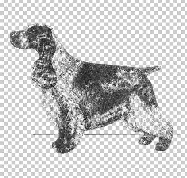 English Springer Spaniel Field Spaniel English Cocker Spaniel Russian Spaniel English Setter PNG, Clipart, Breed, Breed Standard, Carnivoran, Cocker Spaniel, Dog Free PNG Download