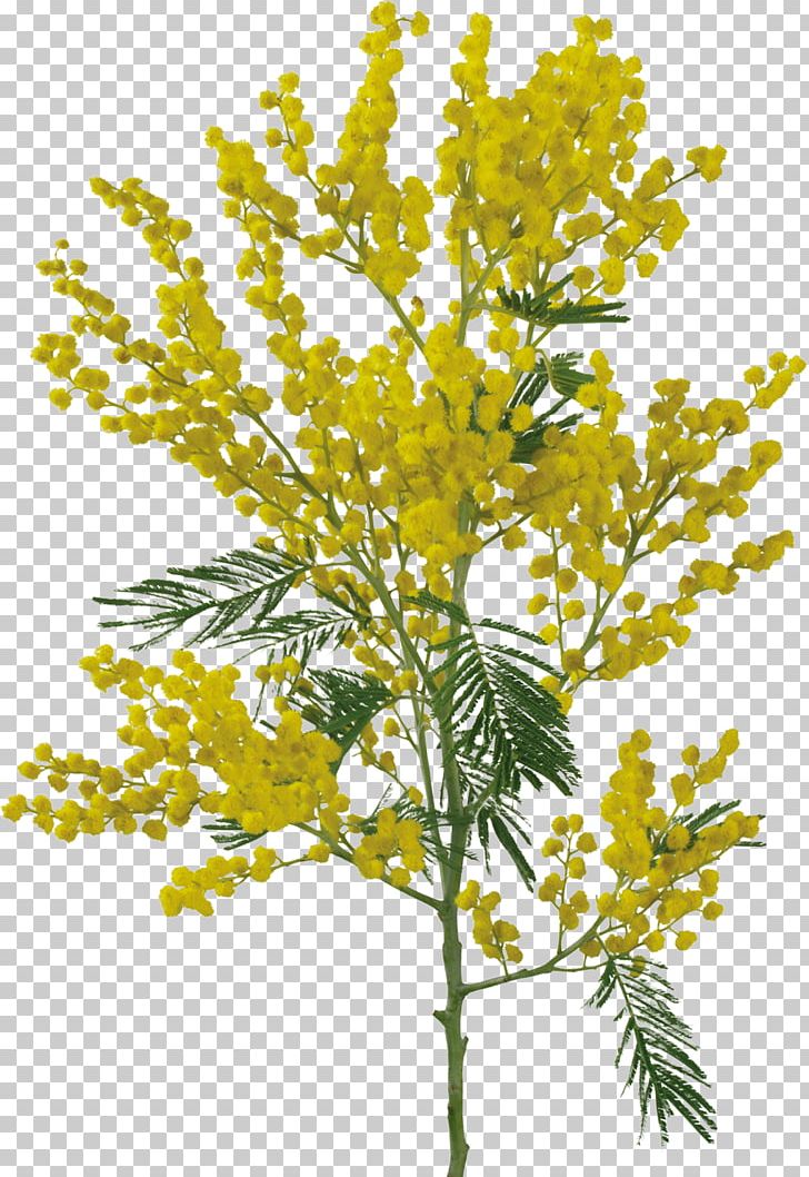 Sensitive Plant Flower Acacia Dealbata PNG, Clipart, Acacia Dealbata, Blog, Branch, Brassica Rapa, Clip Art Free PNG Download