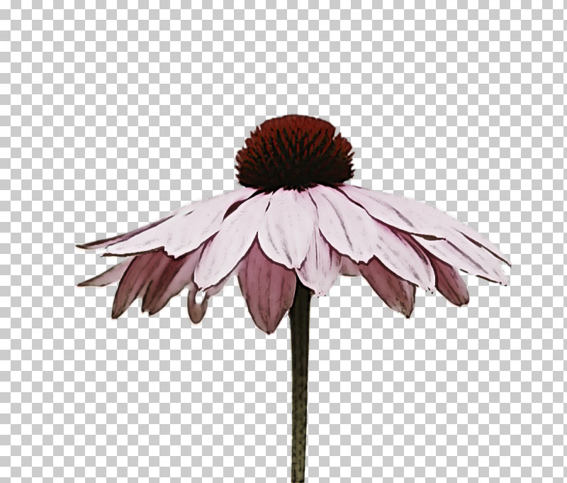 Floral Design PNG, Clipart, Chrysanthemum, Common Daisy, Coneflower, Coneflowers, Cut Flowers Free PNG Download
