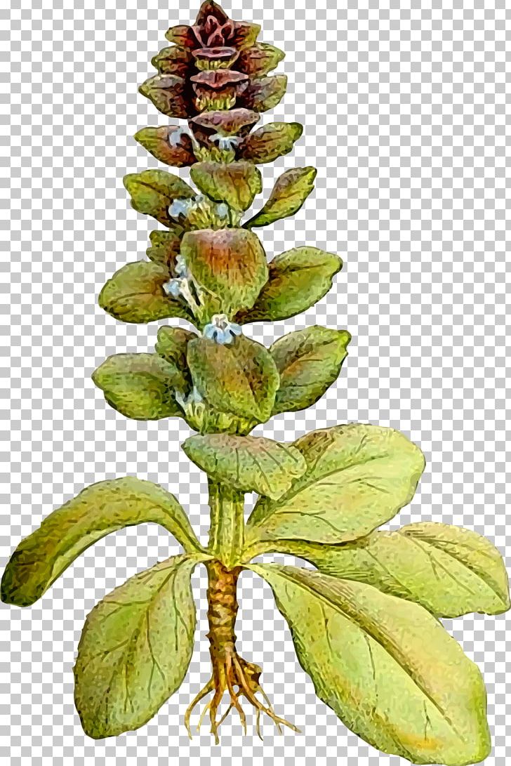 Ajuga Pyramidalis Ajuga Reptans Ajuga Genevensis Nordens Flora Plant PNG, Clipart, Ajuga Pyramidalis, Ajuga Reptans, Alisma, Botany, Broomrape Free PNG Download