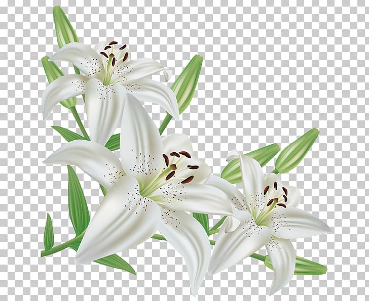 Lilium Candidum Easter Lily Flower PNG, Clipart, Art White, Arumlily, Clip Art, Color, Computer Icons Free PNG Download