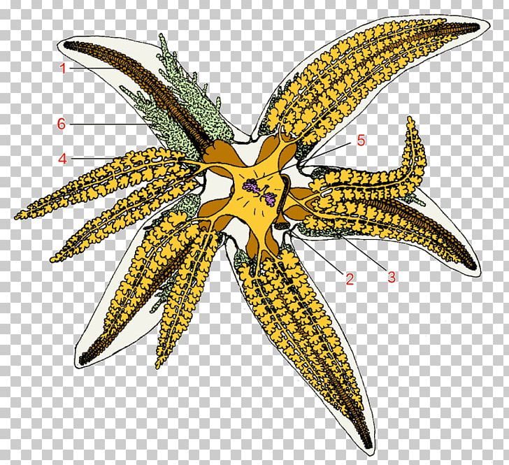 Sea Urchin Common Starfish Echinoderm Ambulacral PNG, Clipart, Ambulacral, Animals, Asteria, Asterias, Body Jewelry Free PNG Download
