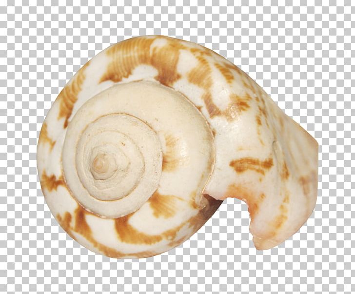 Seashell Animation Smiley PNG, Clipart, Abstract Pattern, Animation, Avatar, Conch Creative, Conchology Free PNG Download