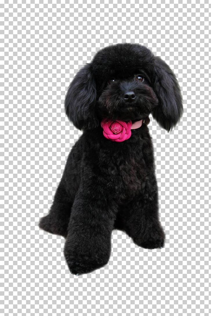 Toy Poodle Ragdoll Puppy Pug PNG, Clipart, Animal, Animals, Black, Carnivoran, Companion Dog Free PNG Download