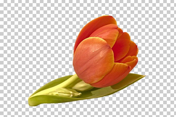 Tulip Flower Orange Red Yellow PNG, Clipart, Color, Cut Flowers, Flower, Flower Bouquet, Flowering Plant Free PNG Download
